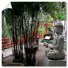 Bambou Bambu Bamboo 8